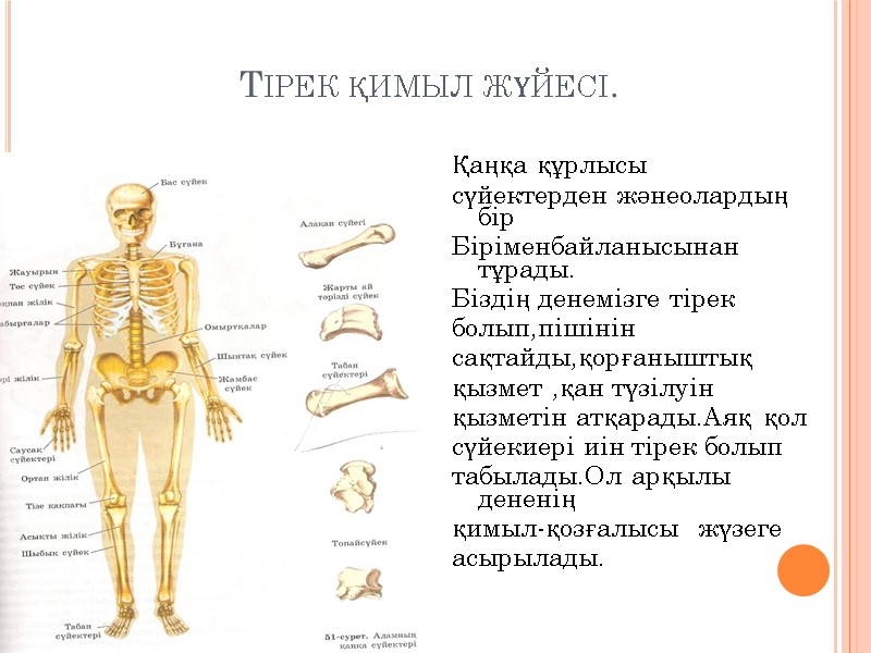 Тірек қимыл жүйесі. Қаңқа құрлысы сүйектерден жәнеолардың бір Біріменбайланысынан тұрады. Біздің денемізге тірек болып,пішінін